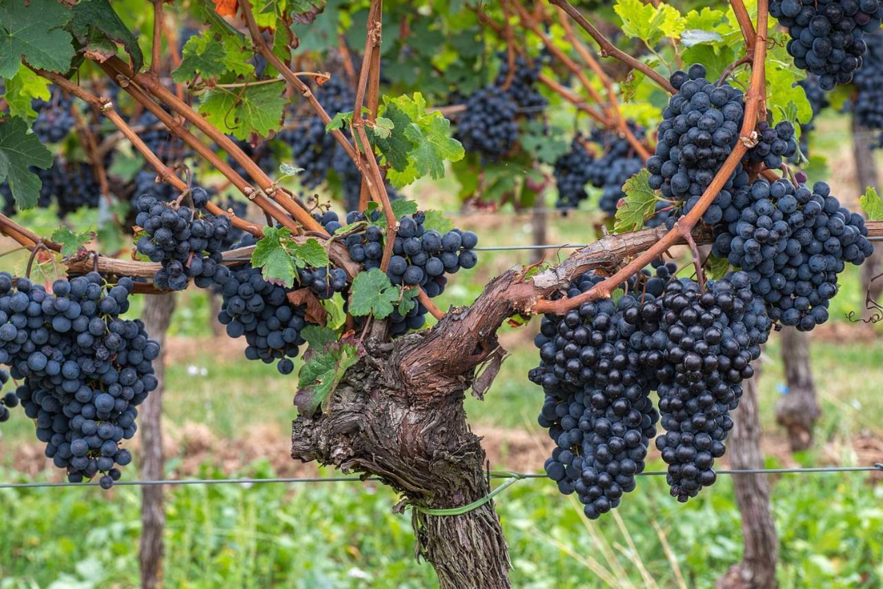 Montepulciano StazioneThe Grapevine By Manvi住宿加早餐旅馆 外观 照片