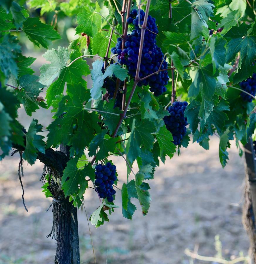 Montepulciano StazioneThe Grapevine By Manvi住宿加早餐旅馆 外观 照片